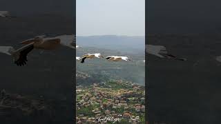 فيديو لطائر البجع pelicans يعبر سماء مدينة عاليه - لبنان #pelicans #Lebanon #nature