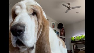 My Basset Hound dog Vincent knocking over the camera