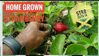 Jamaican fresh organic 🇯🇲 Strawberry🍓 || Turmeric  grown in a POT || lots of health benefits ||