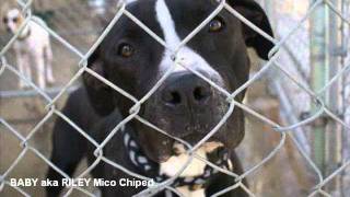 Joplin MO tornado May 22 2011 Lost pets