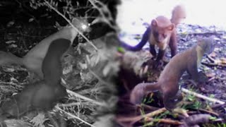 Compilation of pine martens dancing/shaking!