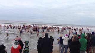 Polar Bear plunge