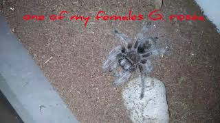 Meet a few of my tarantulas by name