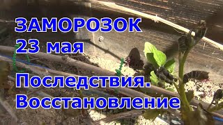 ЗАМОРОЗОК на винограднике 23 мая. Последствия. Восстановление