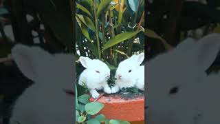 খরগোশ এর বাচ্চা কিভাবে ঘাস খায় দেখুন Rabbits baby