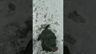 Лабрадор🐕. Веста команда Апорт⛸️❄🏂