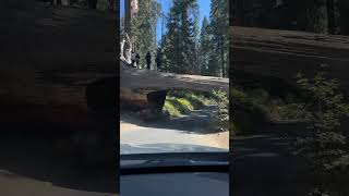 Sequoia的著名景点，可以通车的树干 Famous tree tunnel of Sequoia NP #nationalpark #sequoia #gianttrees #gianttree