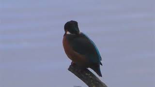 Kingfisher / Alcedines Perched fishing and diving for its catch, North Wales