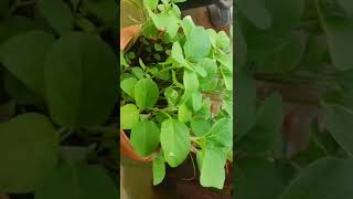 Brinjal plant/#shorts #terracegarden #tending #terracegarden