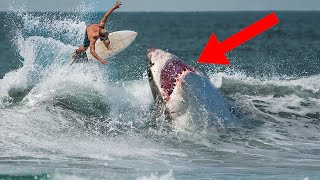 10 Craziest Shark Attacks!