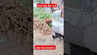 આતો હજી શેઢા ના છે #farming #agriculture #grounnut #vinodfarming #vinodfarmer