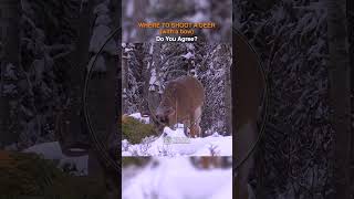 Where to Shoot a Deer with a Bow | Hunting Tips #HuntSask #hunting #deerhunting