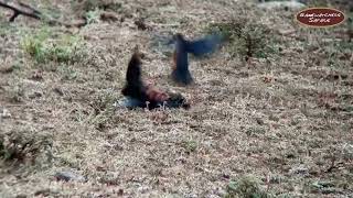 Bird War: Hildebrandt's Starlings Filmed Fighting