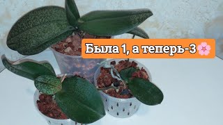 Разорвала ОРХИДЕЮ 🌸на 3 части ❗