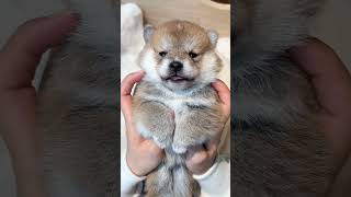 What you hide under your neck #trending #puppy #viralvideo #viralshorts