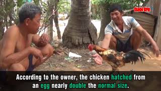 Rare hermaphrodite poultry in southern Vietnam