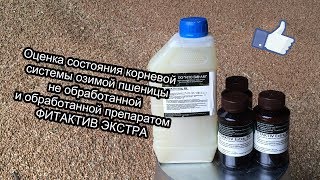 Фитактив ЭКСТРА. Влияние на корневую систему озимой пшеницы