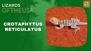 CROTAPHYTUS RETICULATUS