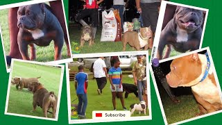 Olympus Kennel GY ~ Dog Expo ~ Likkle but Tallawah