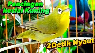 CIAK CIAK KECIAL KUNING PANCINGAN SUPER AMPUH PERANGSANG BUNYI KECIAL KUNING MALAS BUNYI