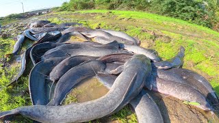 Wow that's amazing fishing, Fisherman catch more fish by hand skill