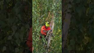 Prune like a Pro! The 3 cut method. #shorts #chainsaw #tree #climber #pruning #birch #arborist #ai