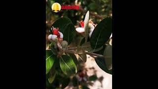 Feijoa in fiore