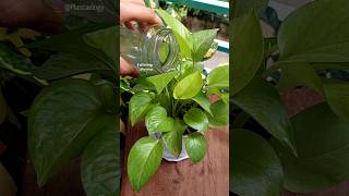 Repotting Plant - Pothos// Pothos Plant Care Indoor