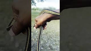 Handling a Garter snake found near Meewasin Lake, SK Canada 🇨🇦 #nonpoisonous #snake #bite