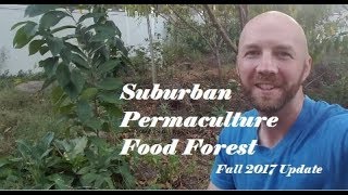 Fall Food Forest, Permaculture Update, Whats Growin' on ?