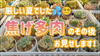 【多肉植物】焦げ多肉のその後、お見せします！