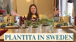 PINAY PLANTITA IN SWEDEN