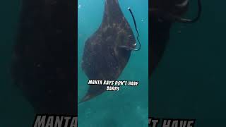 Learn more about Manta Rays #curious #broadwings #social #