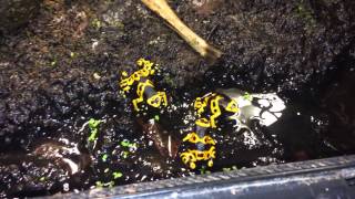 Dendrobates leucomelas mangent\Dart frog leucomelas