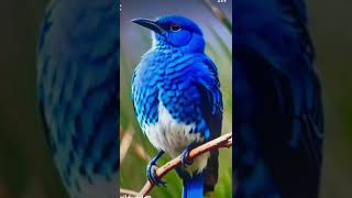 beautiful blue and  white bird