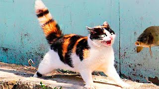 BEST COUB CUTE AND FUNNY 😸 CAT VIDEOS OF 2020!