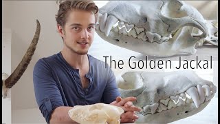 The Golden jackal. Wolf's little brother in Europe. Skeleton Preparation.