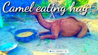 Camel eating hay  الجمل يأكل القش || in desert Thar || #camels #desertanimals #camel #camelbaby