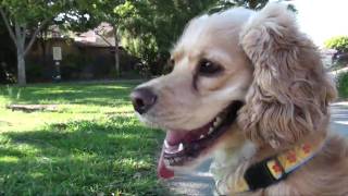 Lily at the Park - Our Cocker Spaniel vs Squirrels