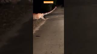 Encounter with Tiger on road to RTDC Hotel | Ranthambore National Park | Ranthambhore Safari #tiger