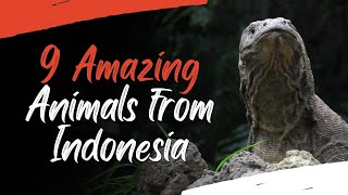 9 AMAZING ANIMALS FROM INDONESIA