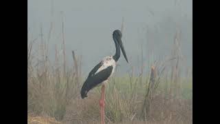 A young male black-necked stork.