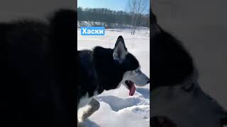 БАЛДЁЖНЫЕ ХАСКИ 2