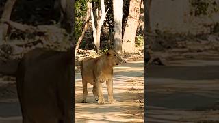 Lion Roaring | Gir Safari | Lion Sound #lion #safari #sound #wildlife #travelvlog