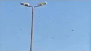 🦗Locust Invasion in Mecca and Riyadh, Saudi Arabia🇸🇦