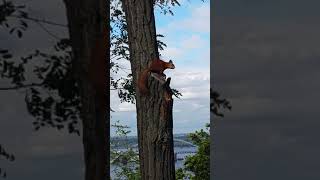 білка в Києві.  squirrel in Kyiv.