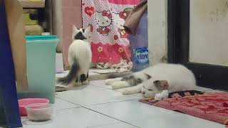 play at night with muezza family cat#funnycats #cat