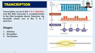 Central Dogma of Molecular Biology: Transcription and Translation