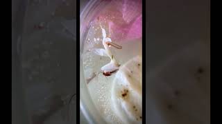 Orchid Mantis “quick as a flash”!!