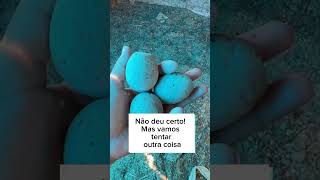 Tentei essa técnica para fazer as galinhas pararem de comer os ovos. #shortsvideo #interior #agro